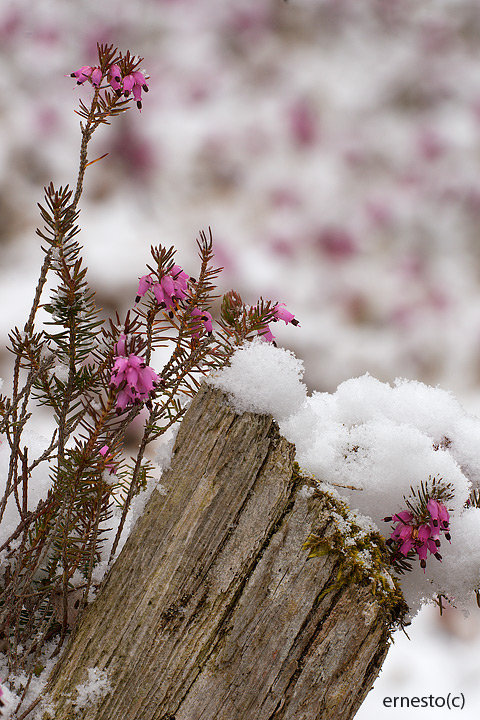 Erica carnea / Erica, scopina